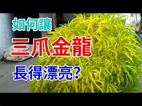 三爪金龍種植|【中台世界】─ 中台植物：三爪金龍